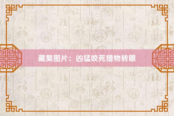 藏獒图片：凶猛咬死猎物转眼